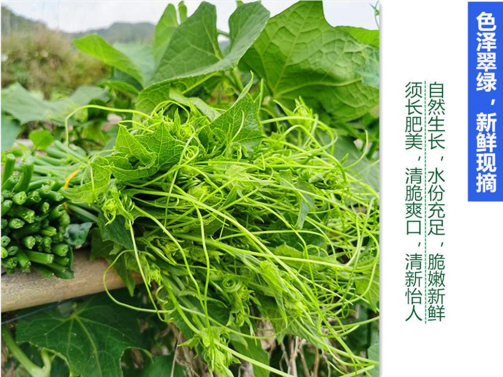 特产新鲜龙须菜佛手瓜尖洋瓜尖农家食用瓜尖蔬菜昌隆福记泡沫箱加冰袋