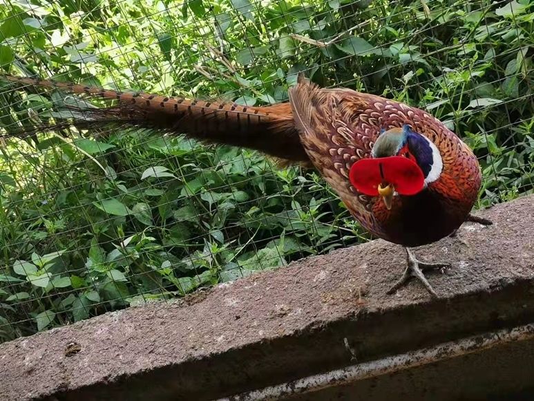 荣郁农家原生态活体散养七彩山鸡公母山鸡老鸡肉野土鸡蛋包活到家鸡