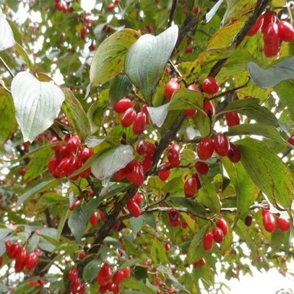 野生山萸肉中药材特级山茱萸西峡枣皮秦岭特产 精选山萸肉500克【图片