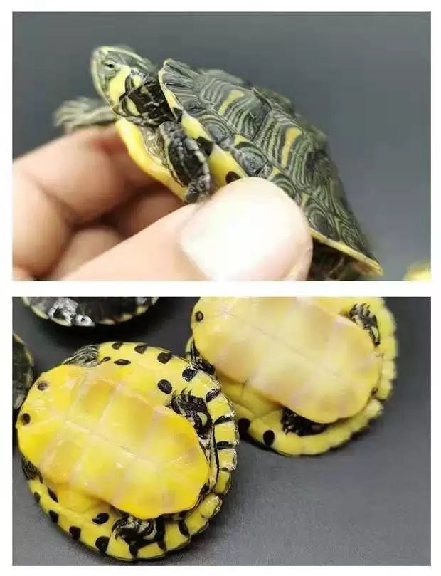 深水龟纯种黄耳龟苗小乌龟活物鱼缸混养观赏宠物龟吃粪龟清洁缸龟精品