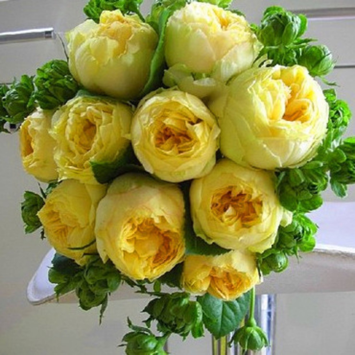 稀缺种月季奥斯汀包子型多头灌木月季花苗盆栽浓香型阳台系列女人遗产