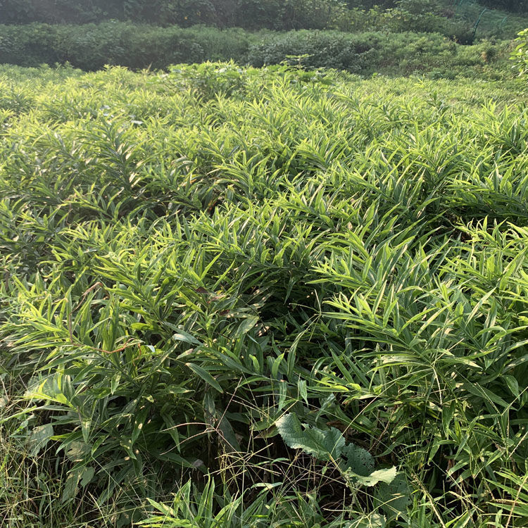 四川新鲜现挖黄精老虎姜58年天然黄精鸡头参大黄姜食用煲汤100克试用