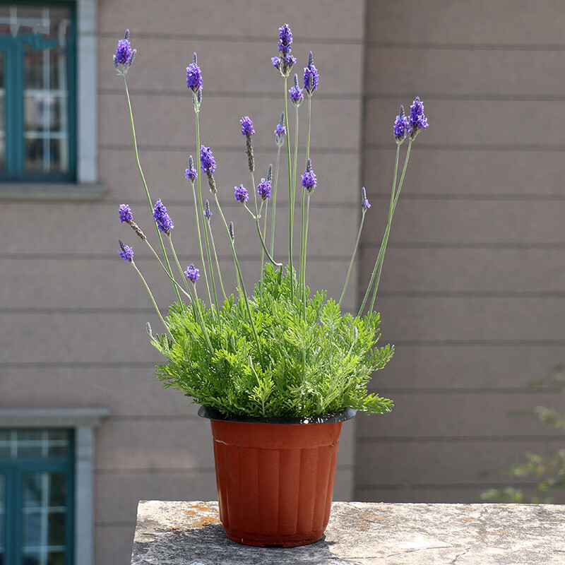 薰衣草盆栽普罗旺斯薰衣草室内阳台庭院盆栽花卉植物四季开花带花 莫