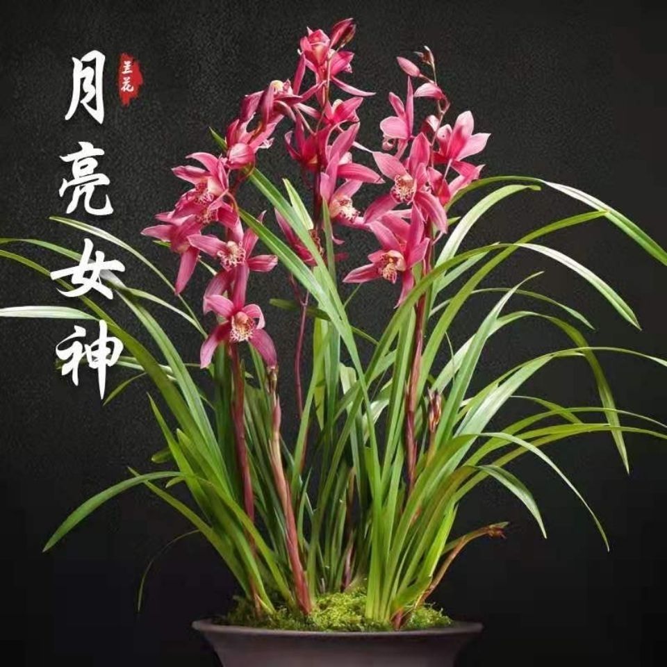 带多花苞 新店开张 兰花浓香型 四季兰苗满屋飘香 碧玺 1苗精品【图片