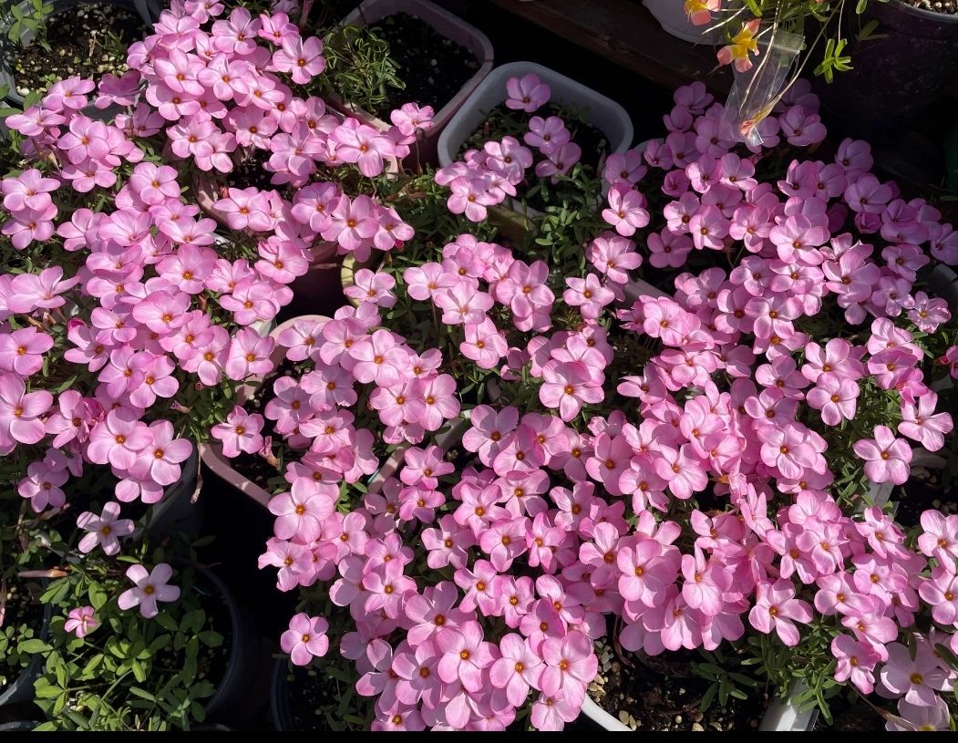 轻奢芊阙酢浆草早花系列球双色冰淇淋羞月幸运草阳台花卉寒三叶新手好