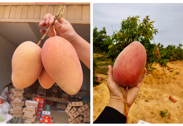 红玉芒邮政空运新鲜玉文芒特大红芒果应季时令热带水果优质果园现摘现