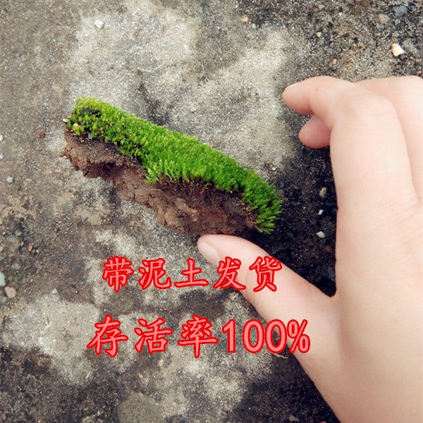 豹点四季假山草种子 造盆景珍珠草种子 吸水石专用草籽上水石植物易活