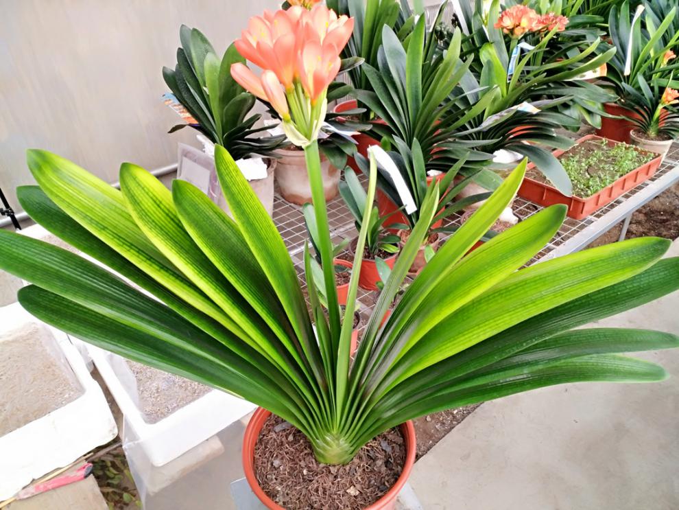 豹点长春君子兰 蜡膜金凤凰 室内绿植盆栽花卉 蜡膜金凤凰2年苗 裸根