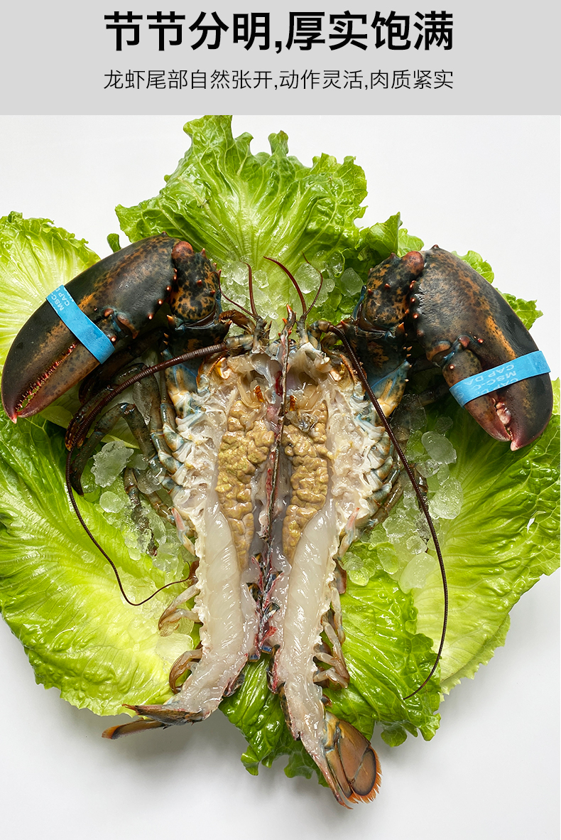 超朴波士顿龙虾生冻大龙虾速冻波龙特大18斤冰鲜加拿