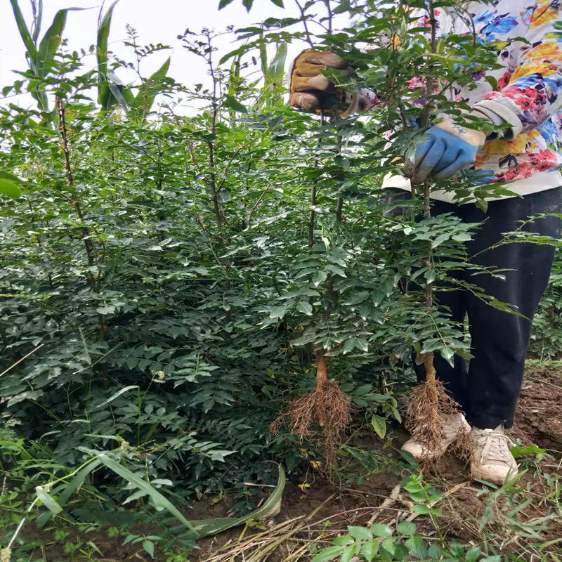 花果山 花椒树苗大红袍花椒苗少刺花椒麻椒南强一号当年结果包成活