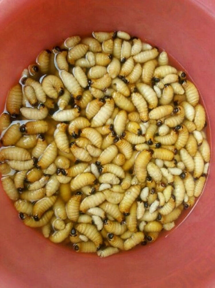 竹虫新鲜 速冻大竹虫竹笋虫竹蛹干冻无冰大竹蛆笋蛆笋子虫生鲜全国