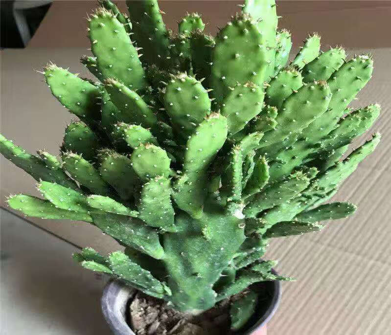 千手观音盆栽植物室内阳台绿植花卉仙人掌类千佛手多肉植物 千手观音