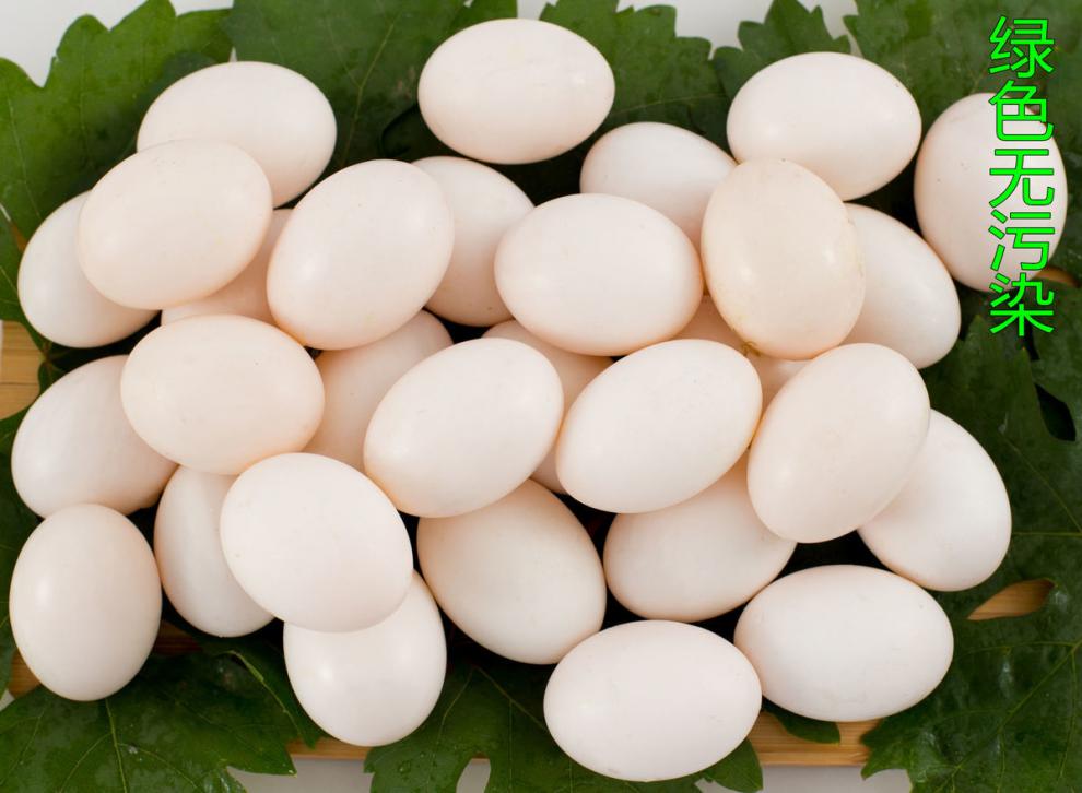 鸽子蛋新鲜白信鸽初生蛋农家五谷杂粮散养精选初生蛋30枚顺丰快递