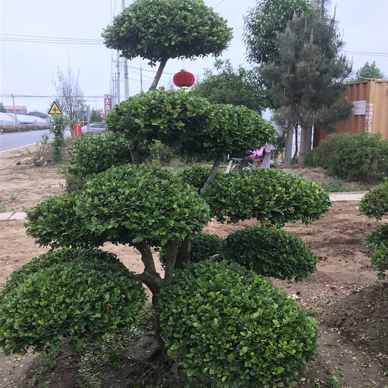 小葉黃楊樹庭院別墅造型綠化獨杆冬青黃楊盆景樹四季常青樹苗00315