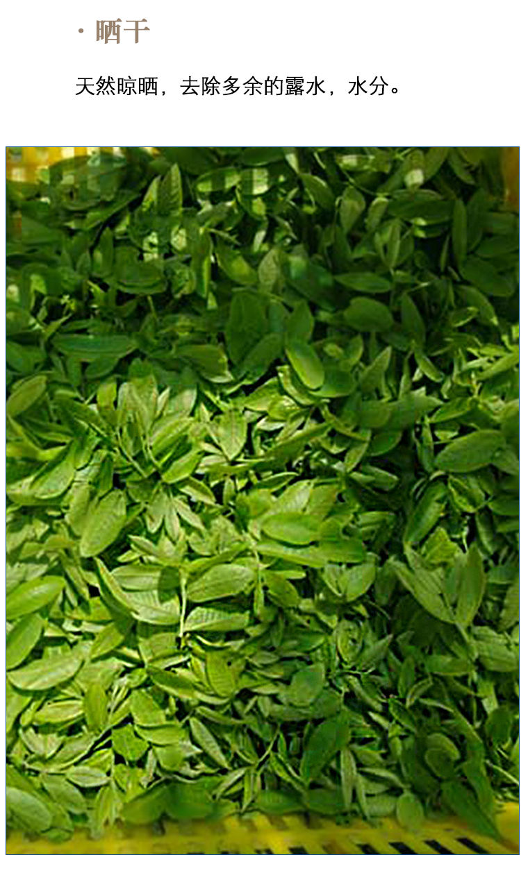 2021年新货青钱柳茶嫩芽嫩叶古树原叶茶清钱柳金钱柳 20克试用装【一