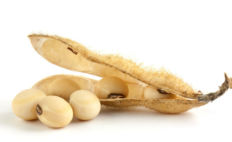 高产大豆种子农户大面积种植黄豆种籽中黄荷豆12亩产千斤荷豆1220斤