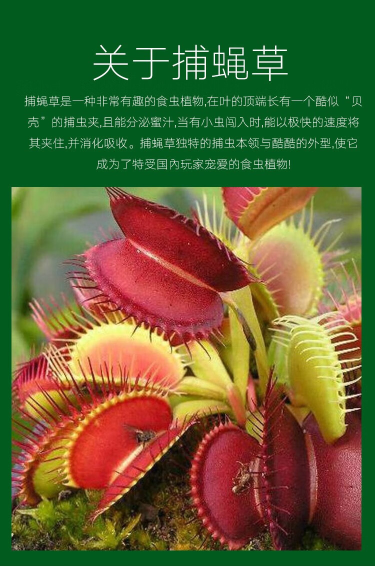 boussac捕蝇草驱蚊草食人花猪笼草盆栽大嘴超大吃虫奇趣植物宿舍室内