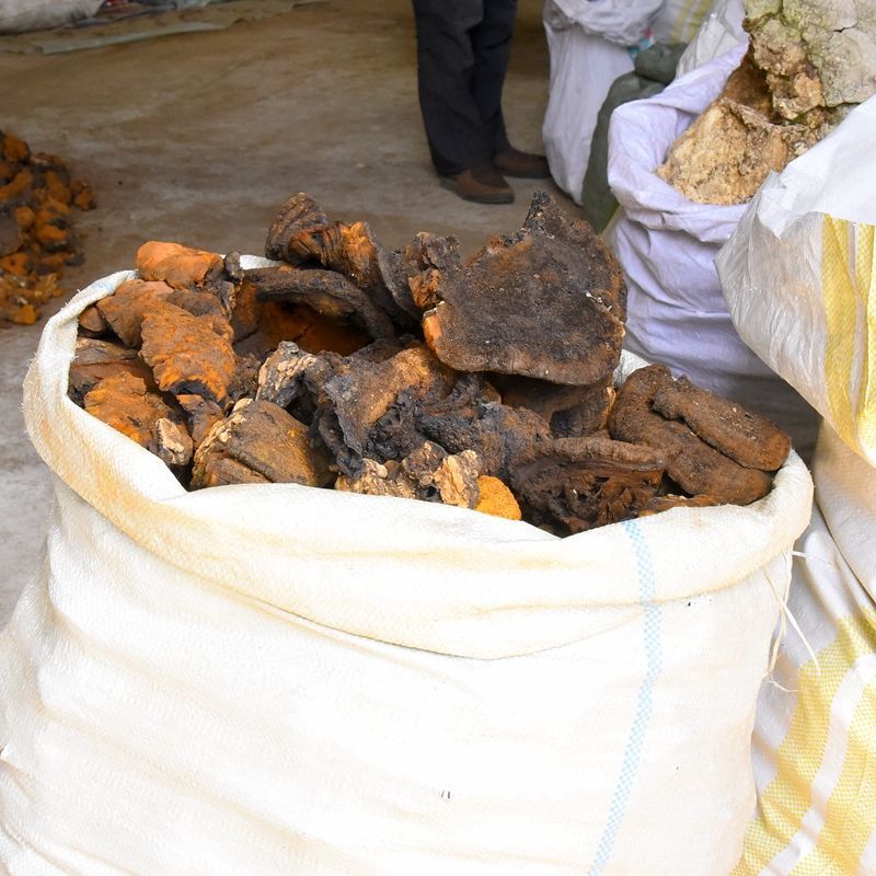 有仁堂粗毛纤孔菌粗毛黄褐孔菌长白山粗毛褐孔菌槐蘑干品 粗毛褐孔菌