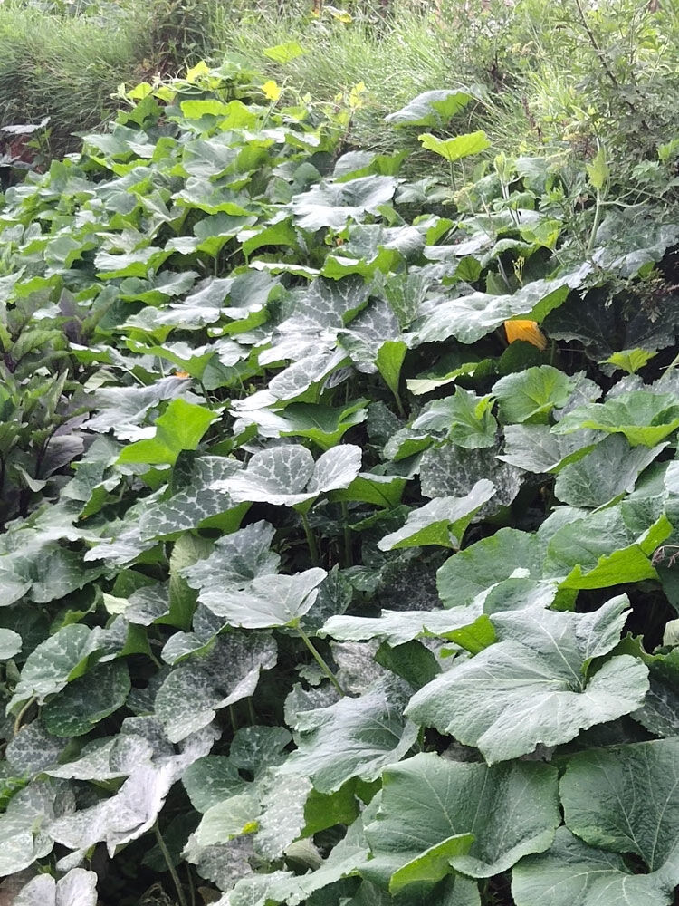 云南姜柄瓜10斤新鲜小麦瓜嫩南瓜小瓜新鲜蔬菜面瓜小南瓜10斤