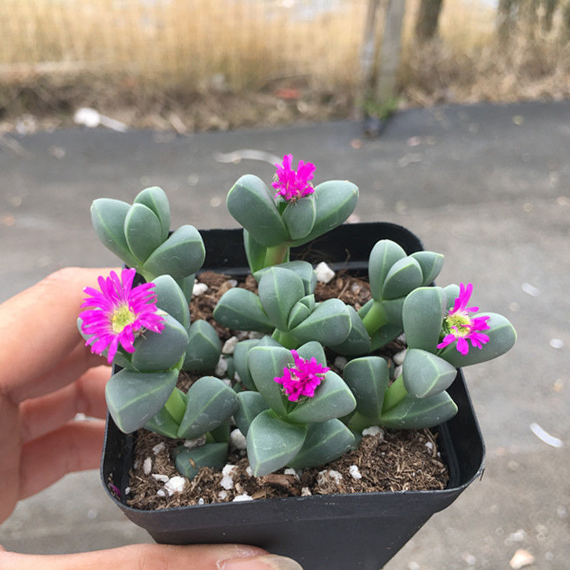 精选直发会开花鹿角海棠多肉植物室内花卉绿植肉肉盆栽鲜花会开花鹿角