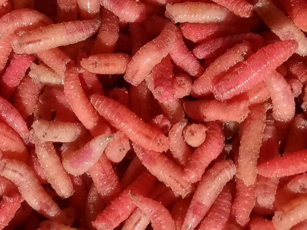 钓鱼活蛆肉蛆红色蛆虫活体蛆牙子大蛆瓶装白蛆活虫活饵昆虫鱼饵h 红蛆