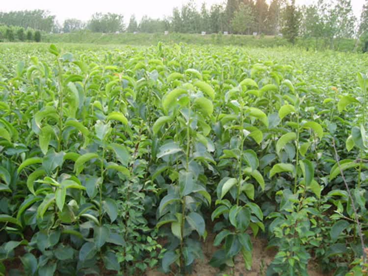 新品种特大香蕉梨太婆梨嫁接雪梨树果苗南北方耐寒种植当年结果包 红