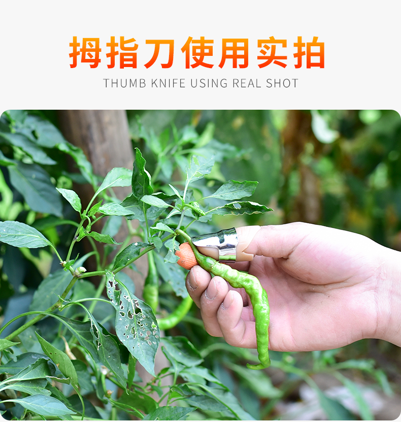 摘花椒的神器摘花椒专用神器手套防刺农用采摘豆角掐菜摘菜铁指甲拇指