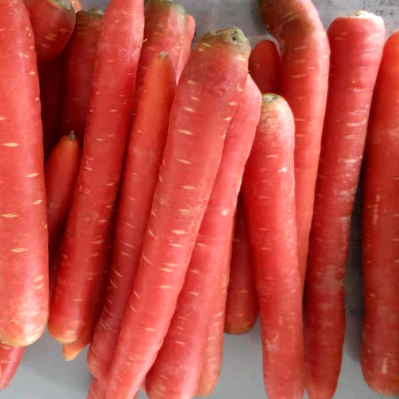 四川老品种小红萝卜沙地胡萝卜农家蔬菜红皮甜萝卜泡菜拌菜腌菜3斤