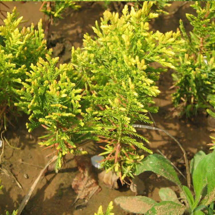 黄金柏墓地松四季常青侧柏苗塔柏龙柏松柏树苗庭院绿化苗木金柏7080