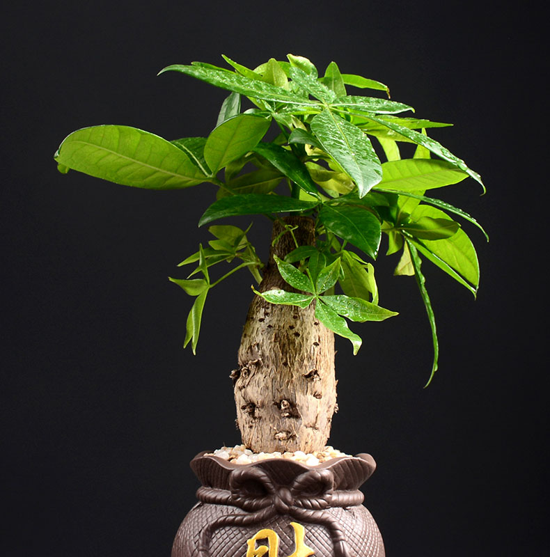 绿植发财树盆栽植物金钱树客厅办公室内净化空气常青盆景桌面摆件