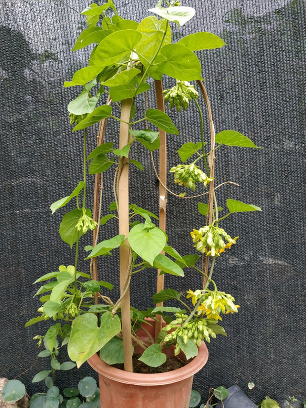 藤本千里香夜兰花藤本夜来香盆栽驱蚊夜兰花苗星状花瓣2米左右高当年