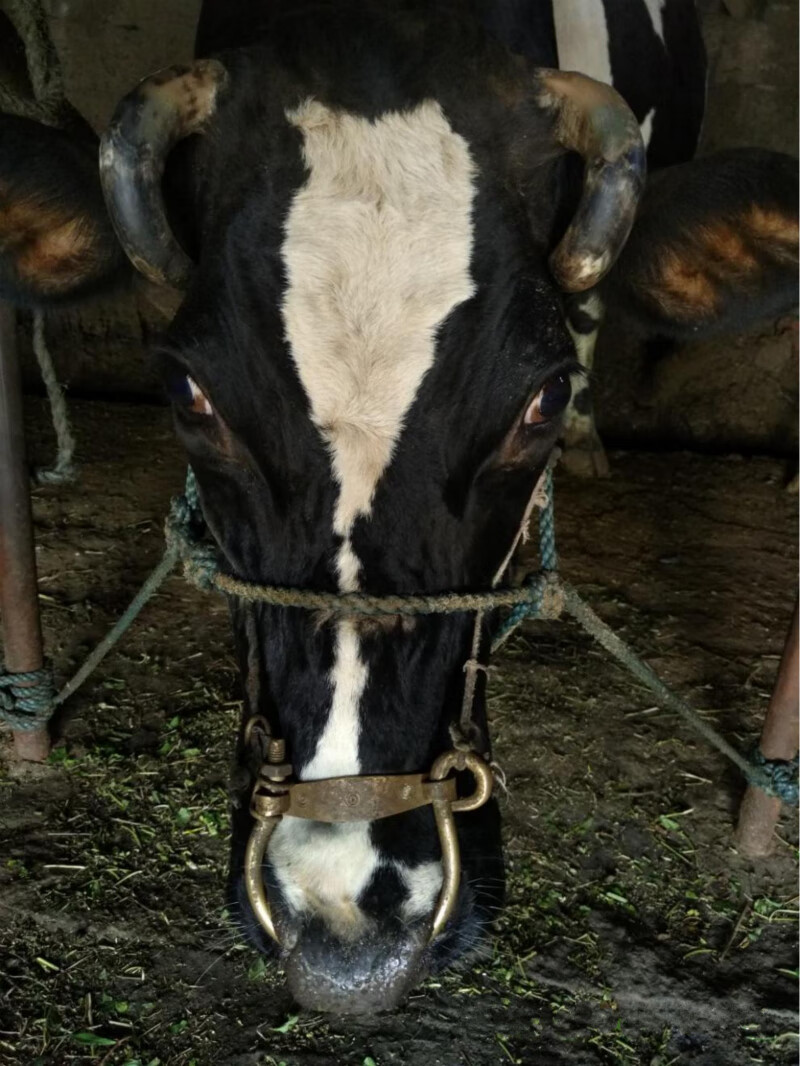 黄铜牛鼻栓牛鼻圈养牛设备器械牛鼻环拴牛环牛鼻钳畜牧用品小号黄铜