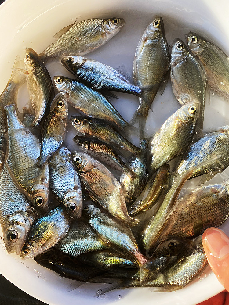 淡水鳊鱼苗活体三角鲂鱼团头鲂鱼三角边鱼沙边鱼养殖冷水 【】3-4cm12