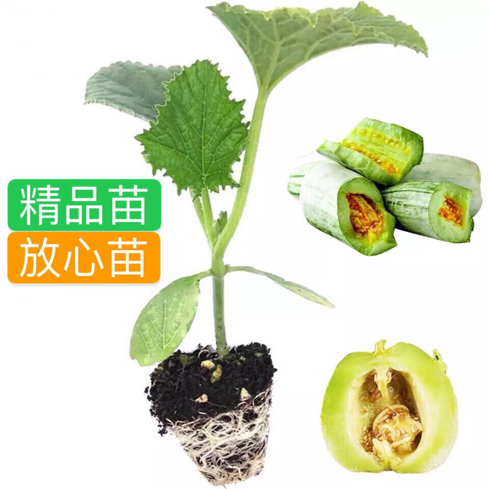 甜瓜苗香瓜苗秧羊角蜜瓜甜瓜种苗蔬菜苗香瓜种子超甜绿宝石 绿宝石 10