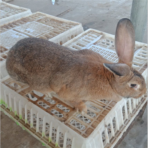 成年种兔孕兔子活体新西兰比利时花巨兔八点黑大型肉兔健康可繁殖