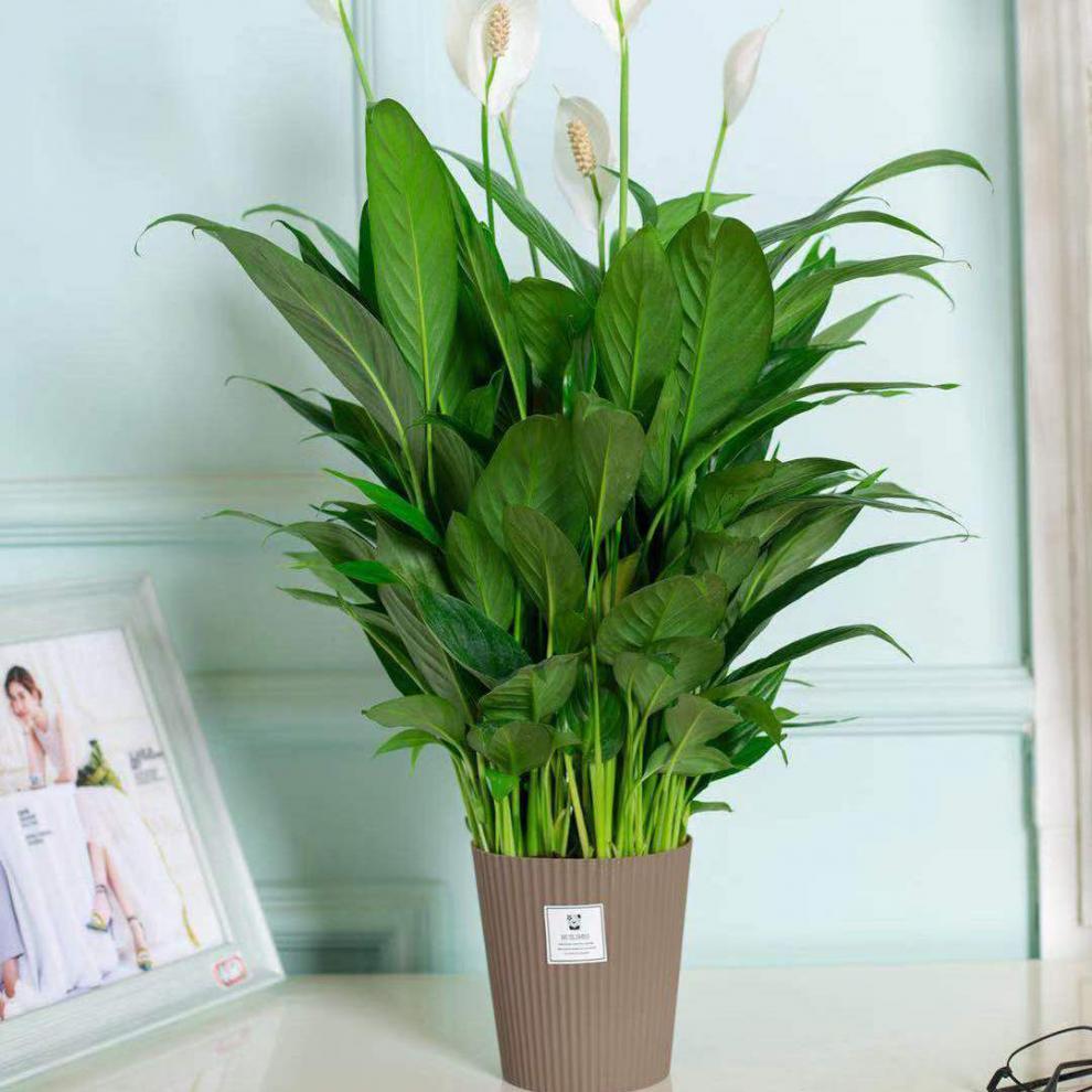现货现发白掌一帆风顺水培土培绿植盆栽室内花卉吸甲醇净化空气客厅
