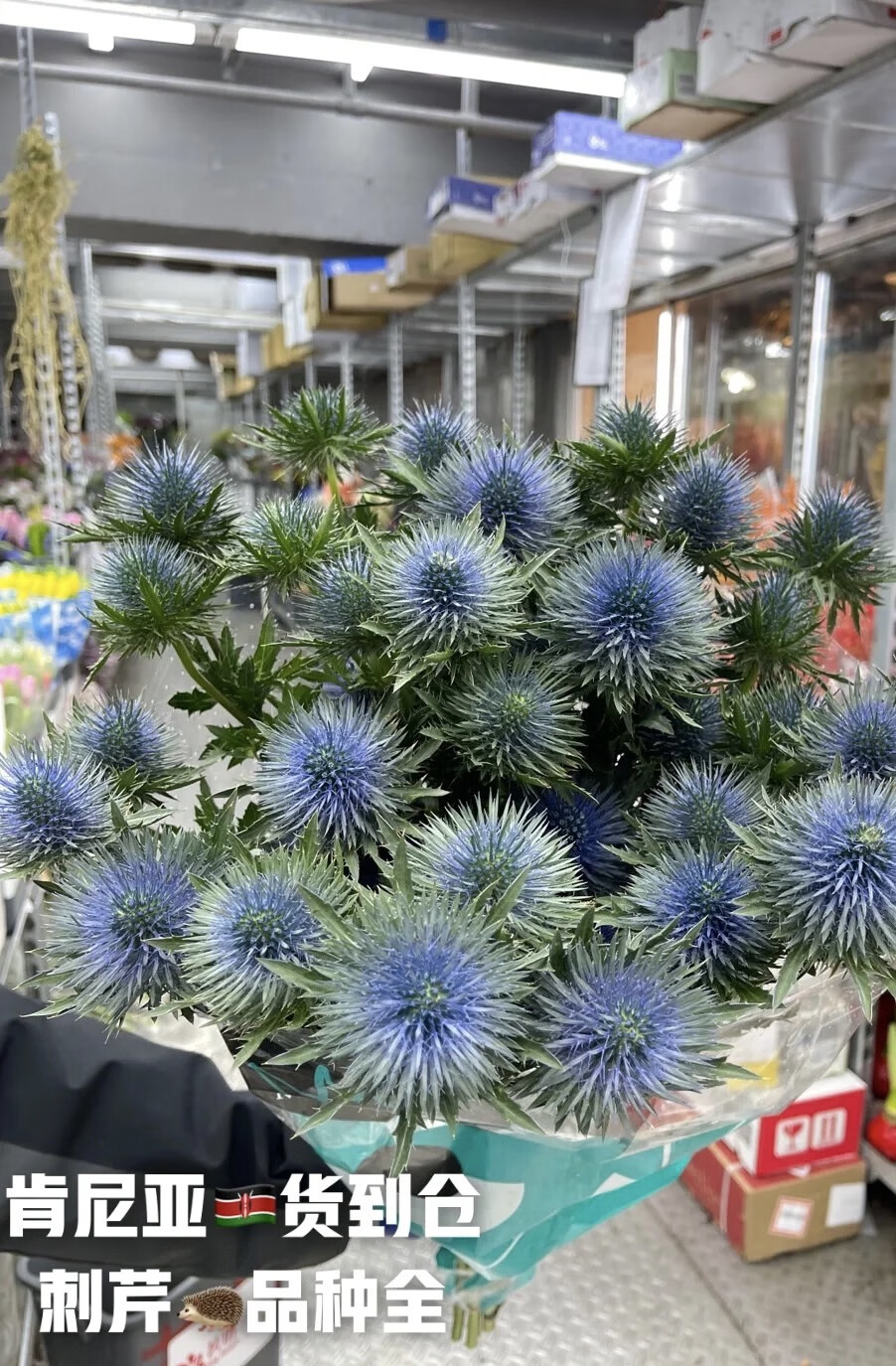 进口蓝刺芹鲜花 刺球大花朵可当干花 婚庆用花 高端配花 刺芹1把10支