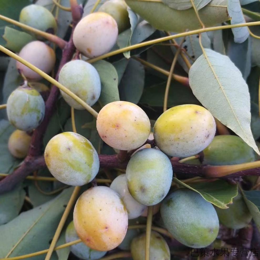 新鲜现摘南酸枣五眼果鼻涕果青黄酸枣孕妇水果酸枣糕青色新鲜酸枣500g
