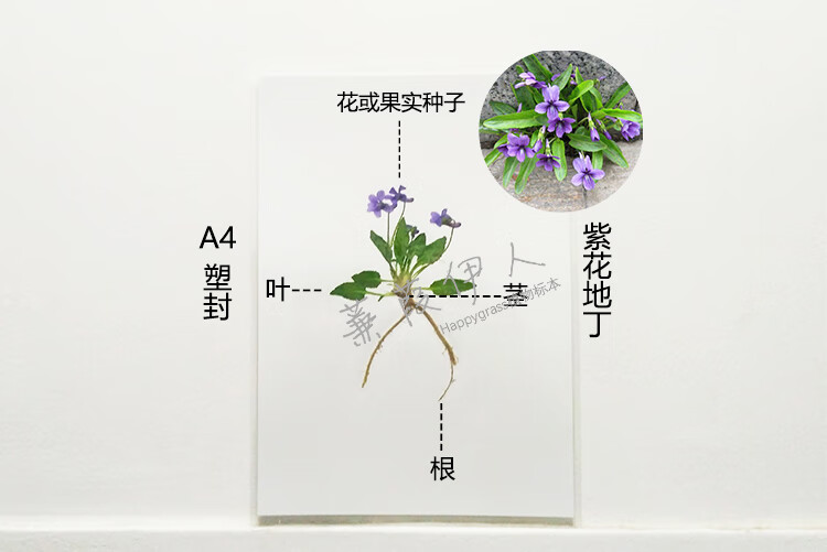 全株植物标本整株腊叶画框真花小草塑封中药过塑根茎叶花果实种子