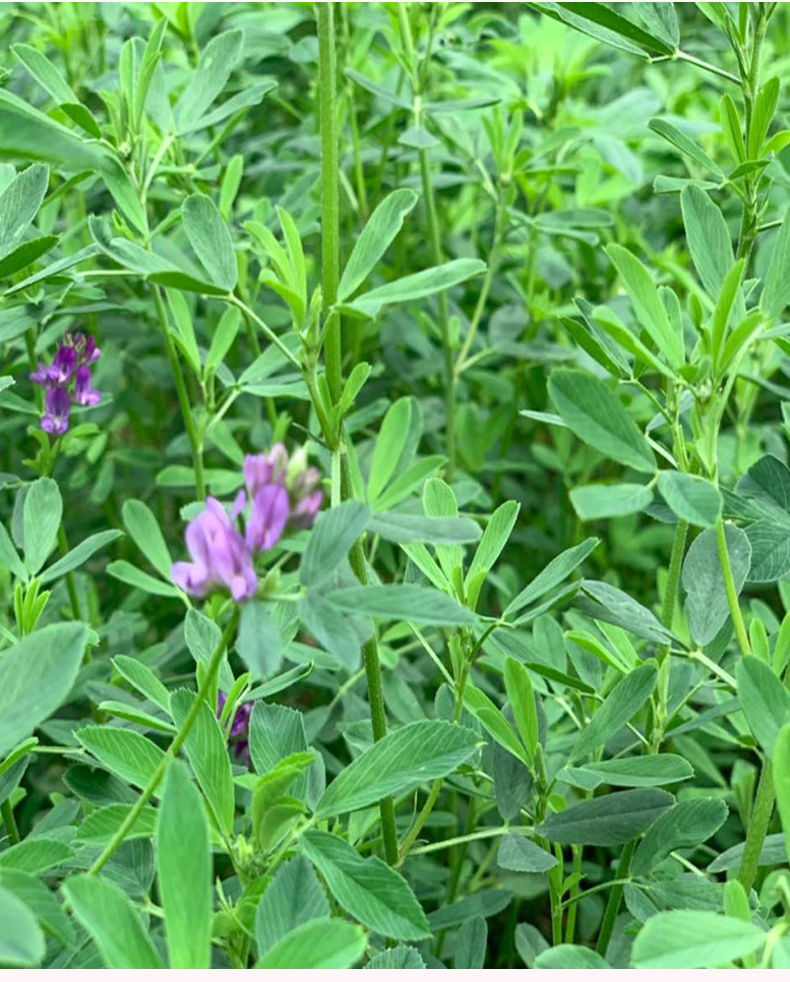 苜蓿草紫花苜蓿草飼料幼兔兔子草龍貓草荷蘭豬草牧草兔糧苜宿草苜蓿草