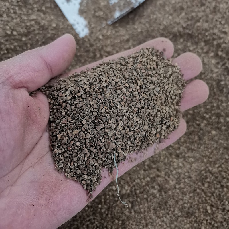 桃金娘种子哆尼仲尼山菍多莲当梨根桃舅娘当泥稔子树种林木树苗籽