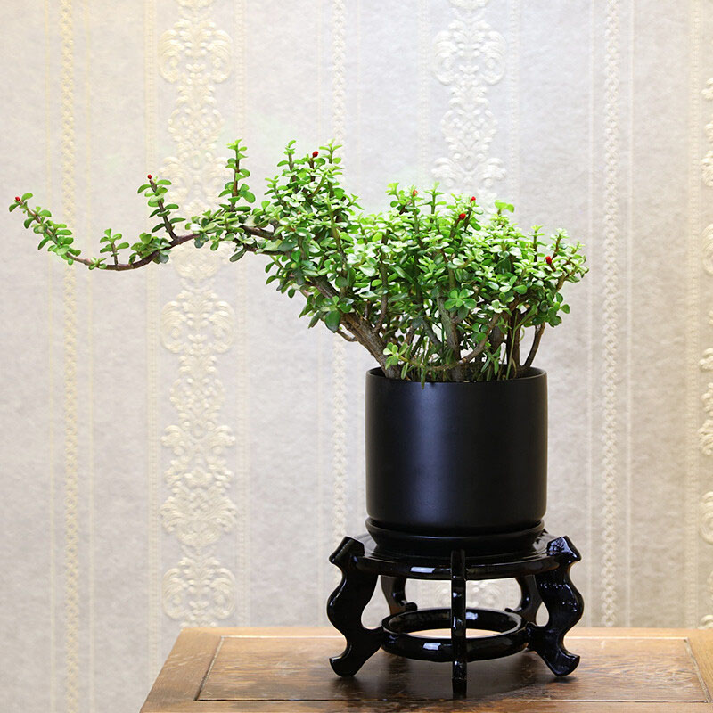 盆栽金叶丝绵木室内办公桌面绿植雅乐之舞易活植物s