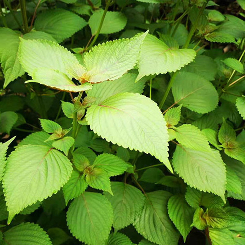 苏子叶新鲜蔬菜紫苏叶当季叶菜绿色农家现摘韩国烤肉包肉饭蘸酱菜现摘