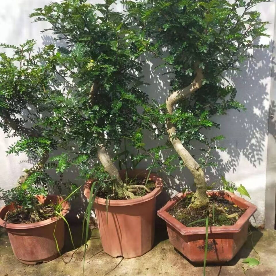 物鲜仙子 清香木胡椒木老桩造型净空气四季常青观叶植物适合摆放办公