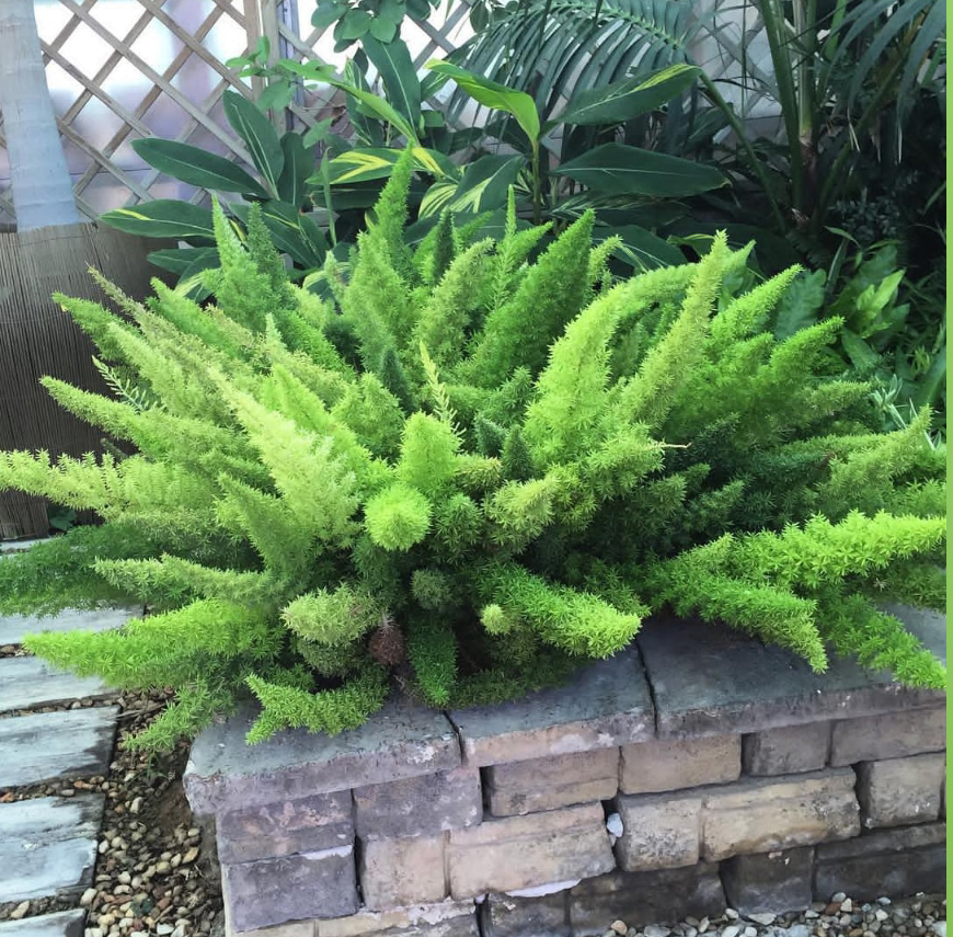 狐尾天门冬狐尾武竹狐尾天冬盆栽绿植阳台花卉盆栽庭院绿植好养包 9cm