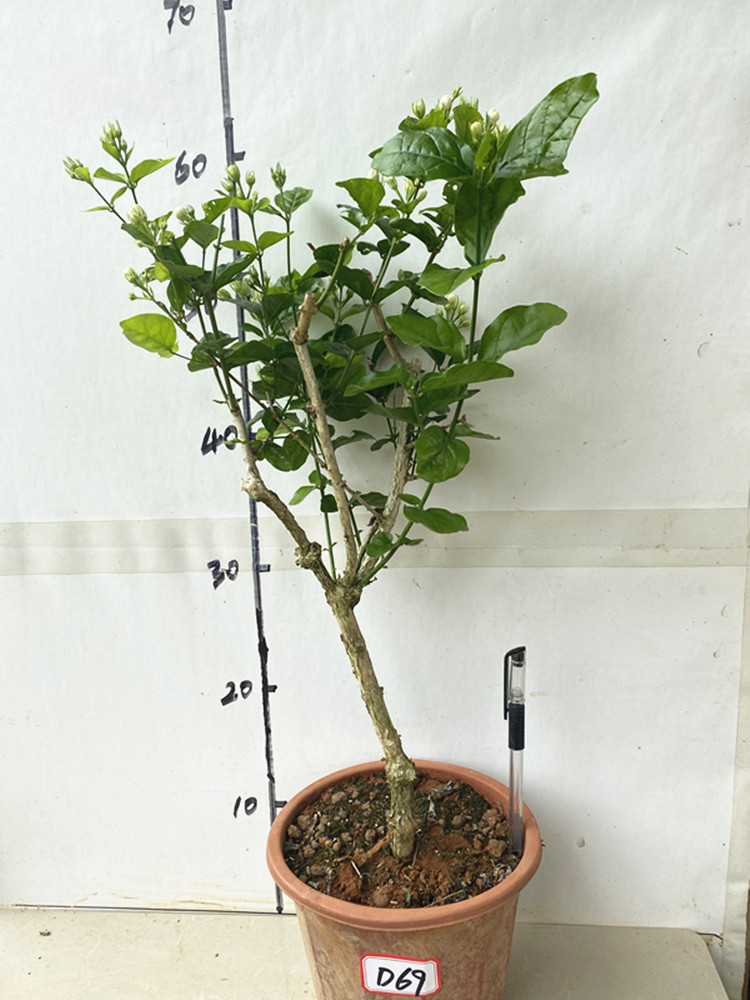 茉莉花独杆老桩重瓣茉莉花盆栽盆景庭院阳台楼顶熟桩绿植花卉 d103 不