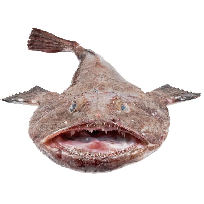 新鲜安康鱼 鲜活冷冻老头鱼 丑鱼鮟鱇鱼 深海鱼类生鲜 约5.