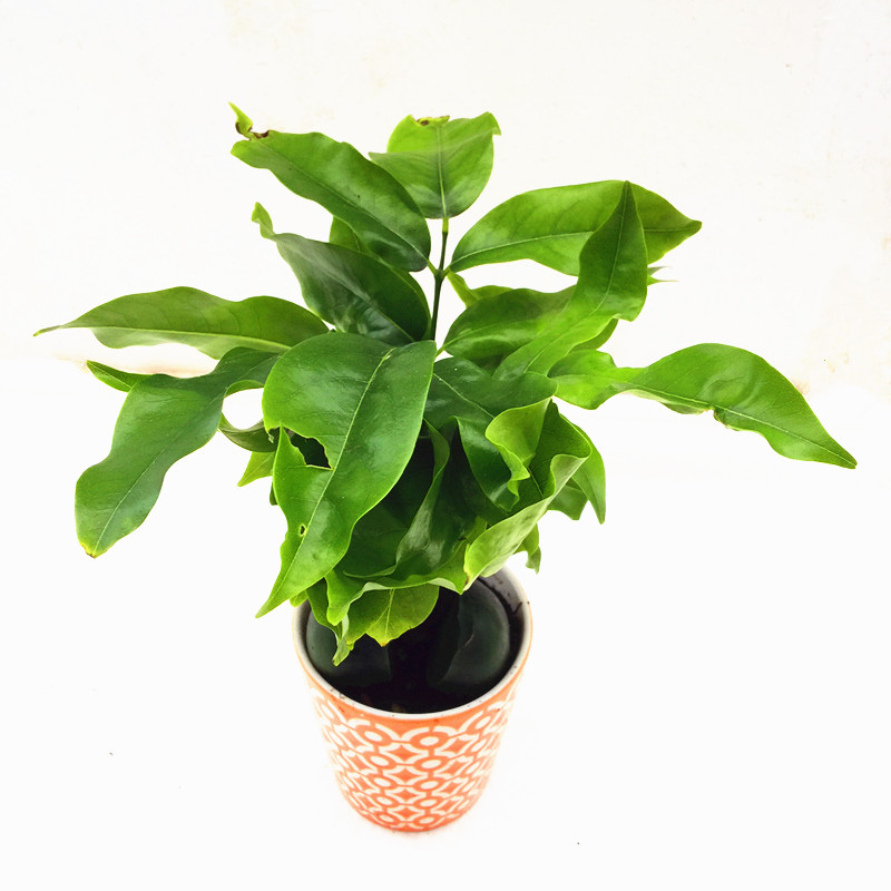 开心果小盆栽又名必思答绿仁果室内阳台趣味耐养桌上花卉绿植 开心果