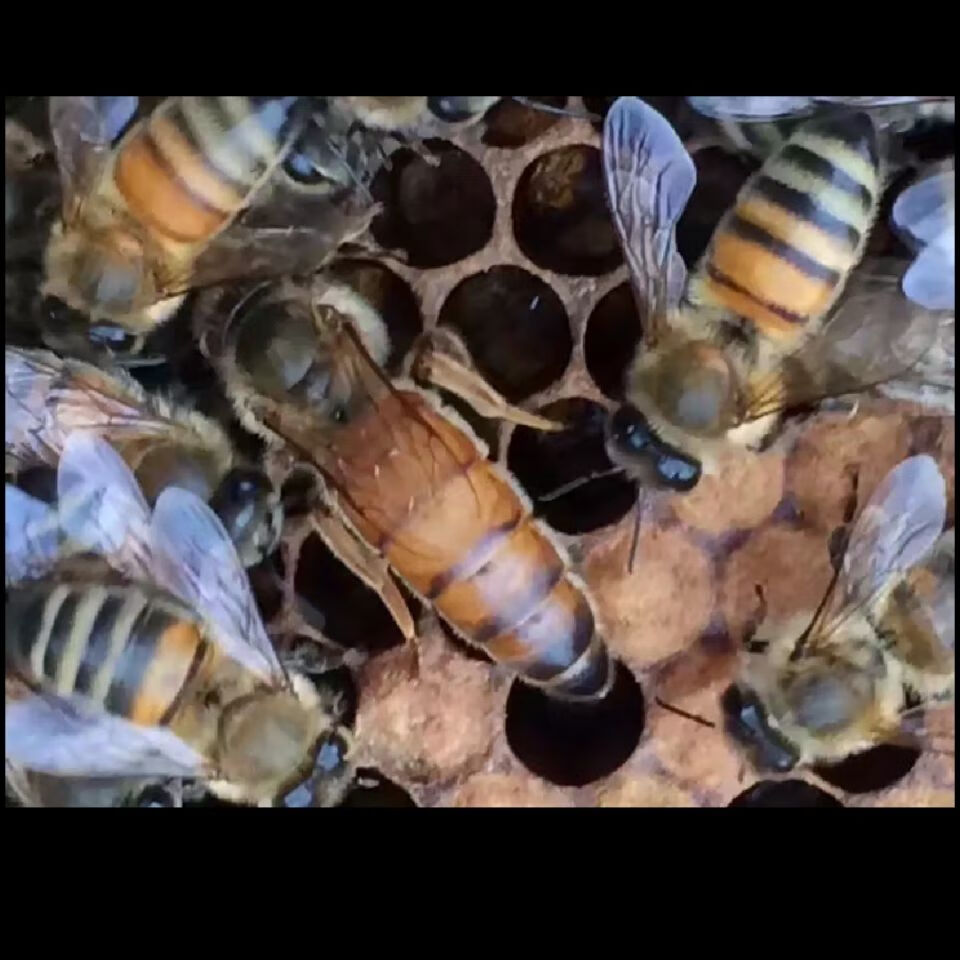有仁堂意蜂蜂王高产蜜王新产卵王生产王新开产王蜜蜂新疆专链一斤加王