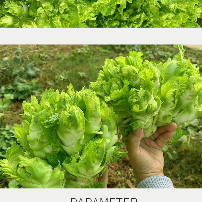 四川特产儿菜新鲜蔬菜嫩儿仔青菜娃娃菜 精选儿菜() 1斤试吃装【图片